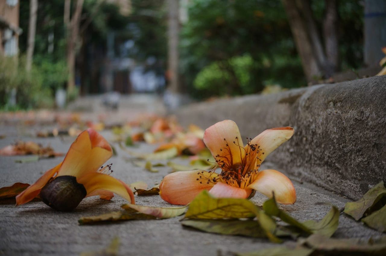 blossoms · in every gutter