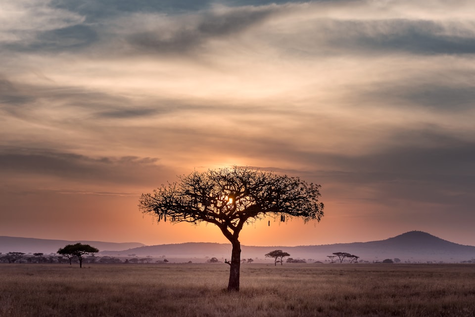 Family Safari to Tanzania: Serengeti, Ngorongoro & Zanzibar Beach for AU$34,540