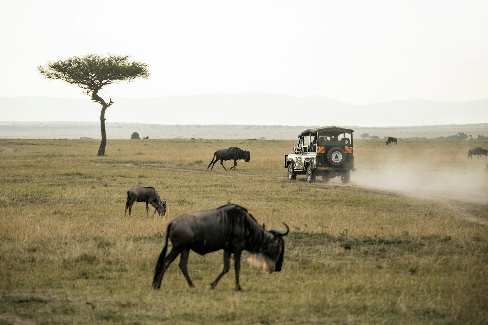 Family Safari to Kenya: Masai Mara, Amboseli & Beach Relaxation for AU$13,880