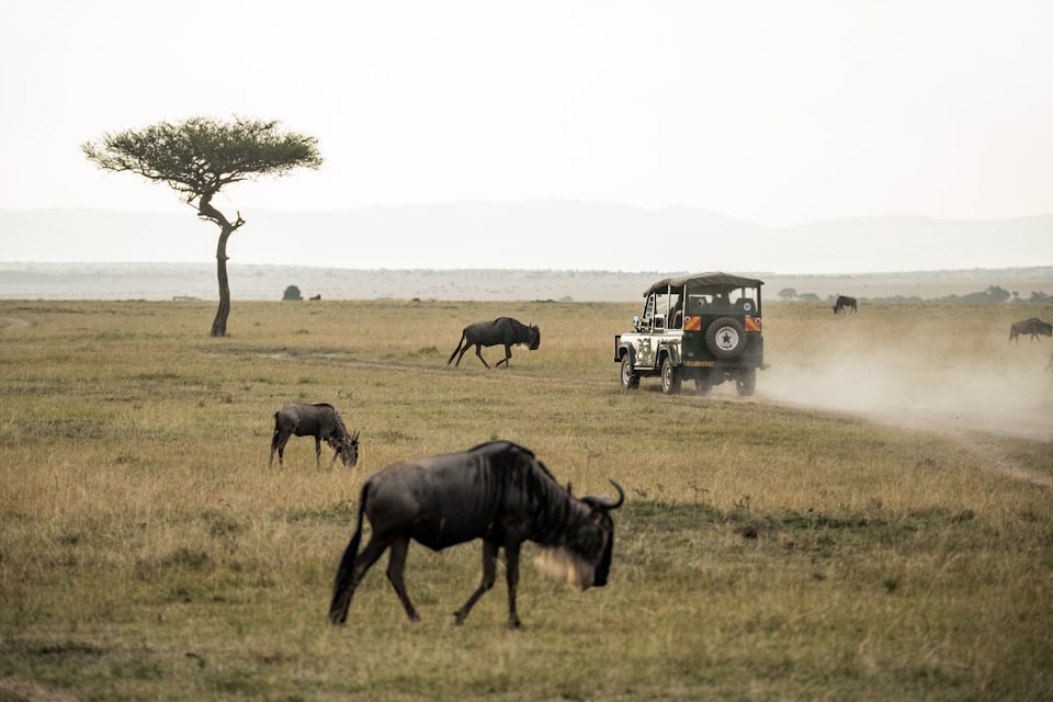Family Safari to Kenya: Masai Mara, Amboseli & Beach Relaxation for AU$13,880