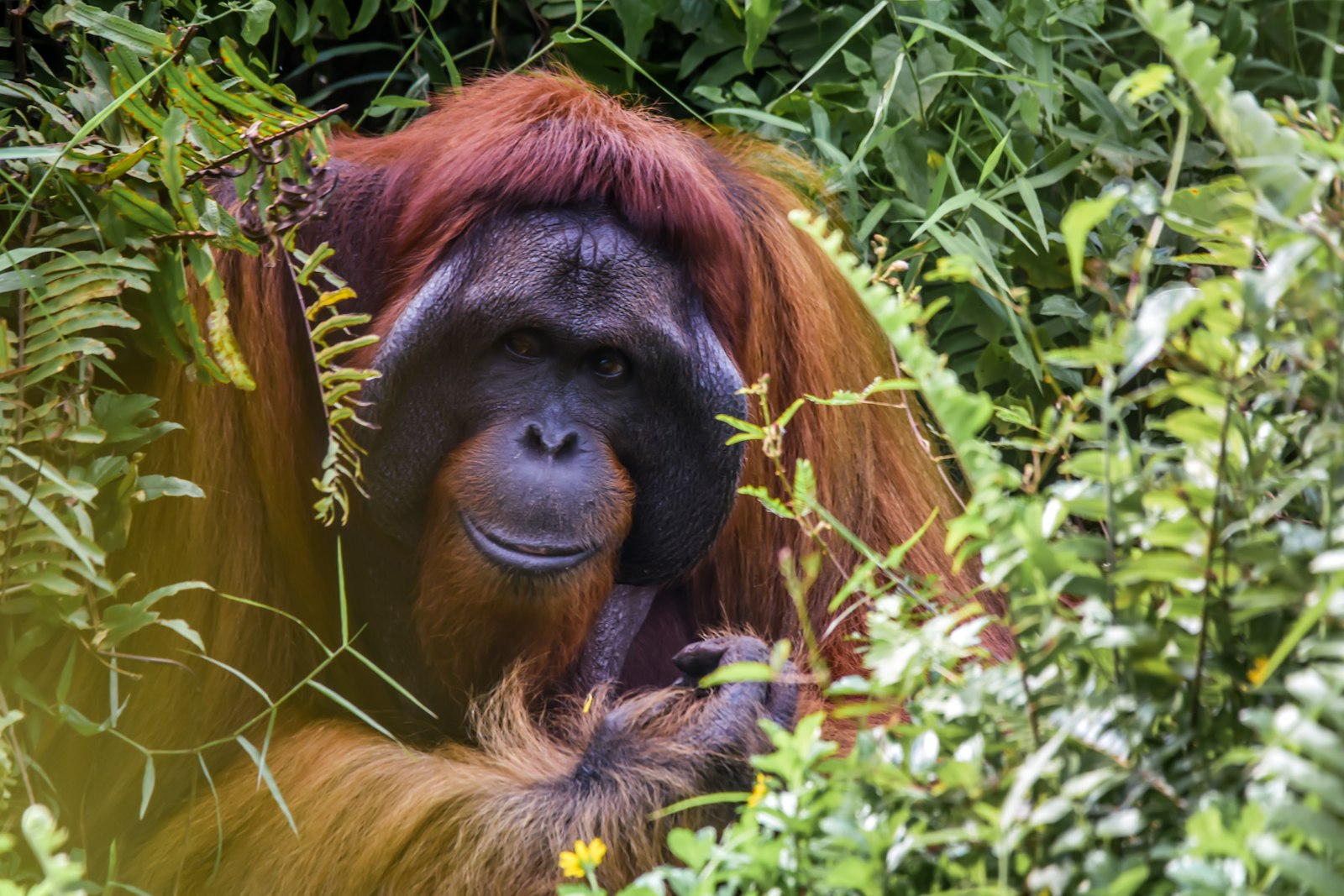 Borneo Family Trip Cost: ~AU$5,750 for 4