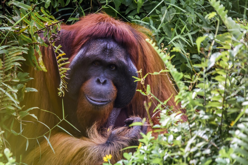 How Much Does a Family Trip to Borneo Cost in 2026?