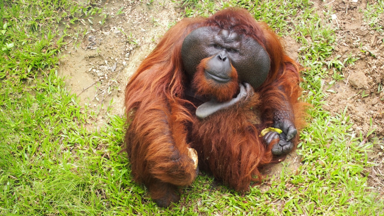 10 Days in Borneo for a Family of 4