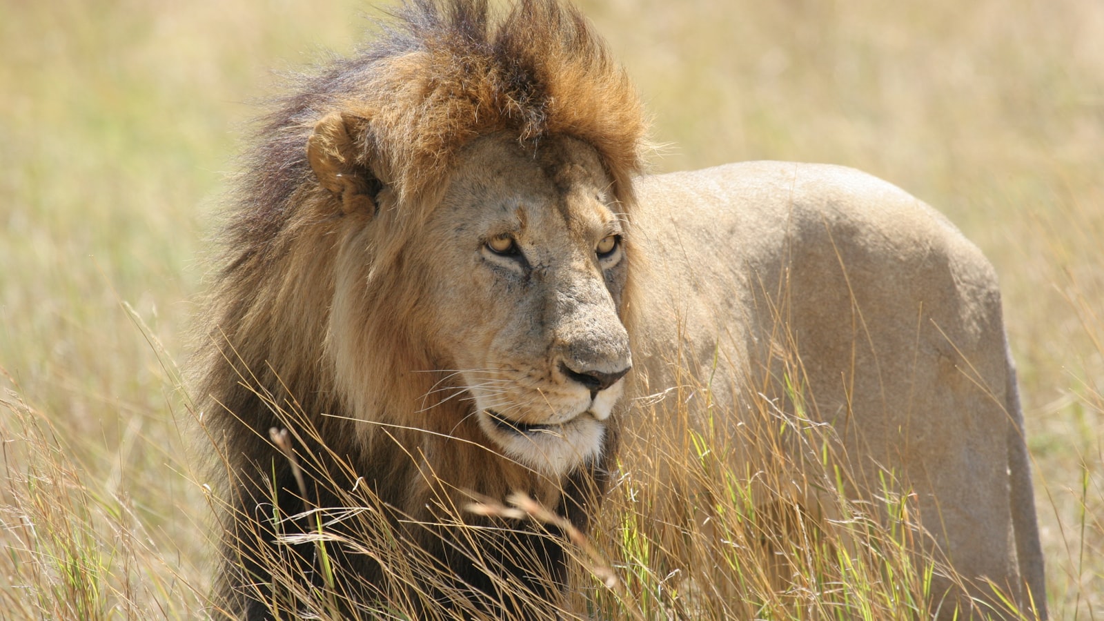 10 Days in Kenya for a Family of 4