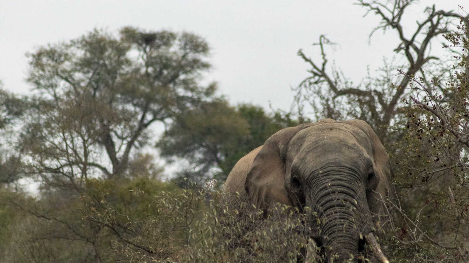 14 Days in South Africa for a Family of 4