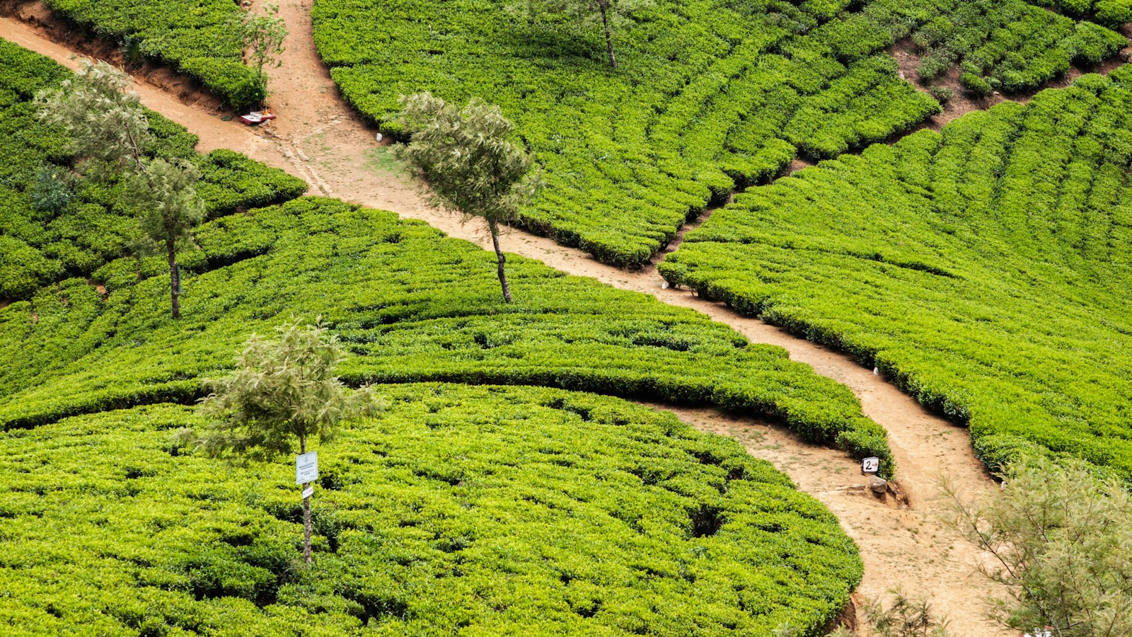 12 Days in Sri Lanka for a Family of 4