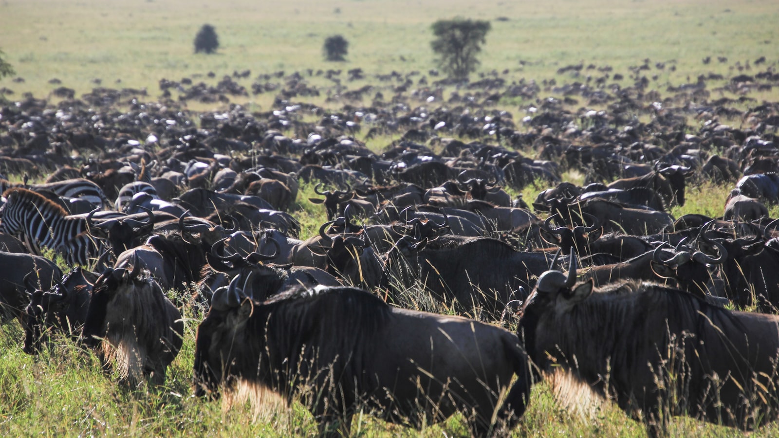 10 Days in Tanzania for a Family of 4